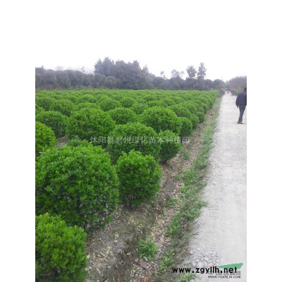 供应高杆红叶石楠