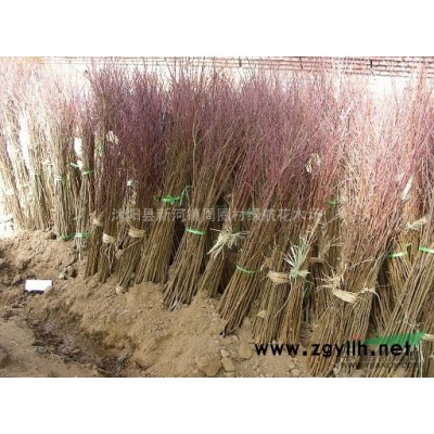 诚售：小叶女贞球，大小叶黄杨球，龙柏球，红叶石楠球，金叶女贞