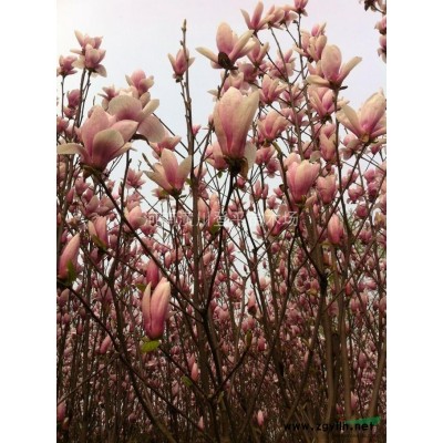 红叶石楠球 红叶石楠基地 红叶石楠球*新价格