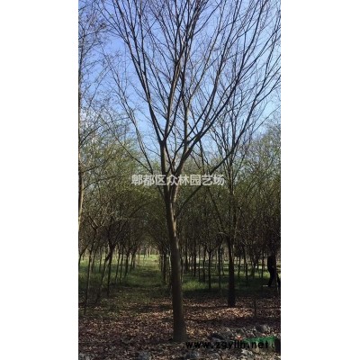 供应四川成都法国冬青价格，法国冬青基地批发