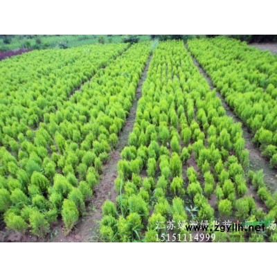 苏北沭阳供应红叶石楠.红叶石楠容器苗.红叶石楠球.红叶石楠苗