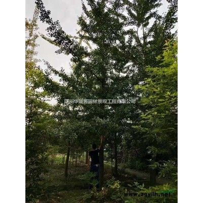 供应批发法国冬青、成都法国冬青基地