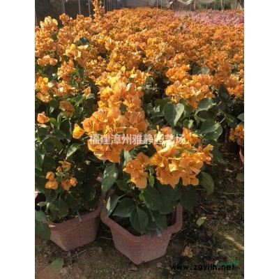 福建高杆红叶石楠