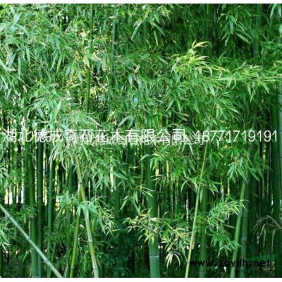 湖北红叶石楠4批发/供应