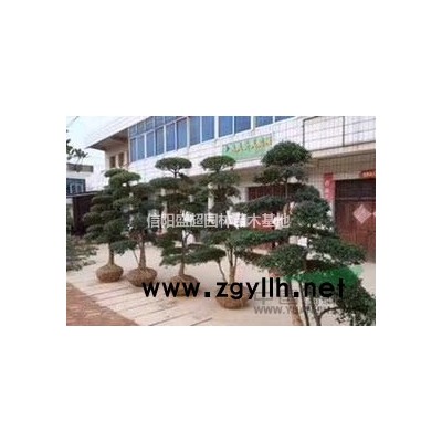 优势供应各种规格红叶石楠球、基地苗圃直销