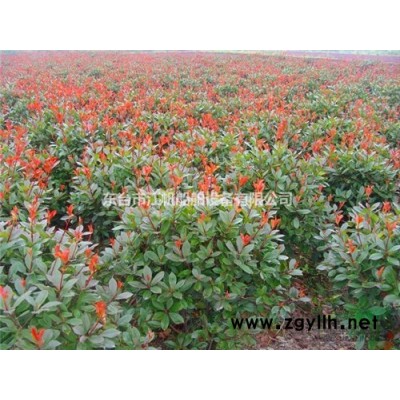 东台市江帆船舶设备有限公司常年供应各种规格的红叶石楠