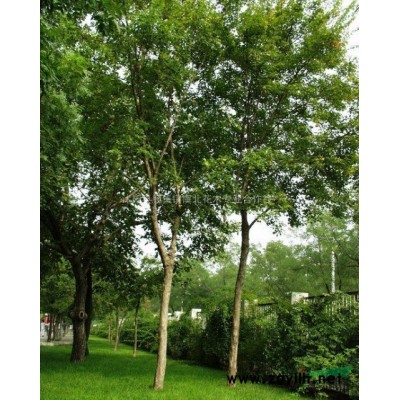 基地大量供应各种绿化工程苗红叶石楠金叶女贞球