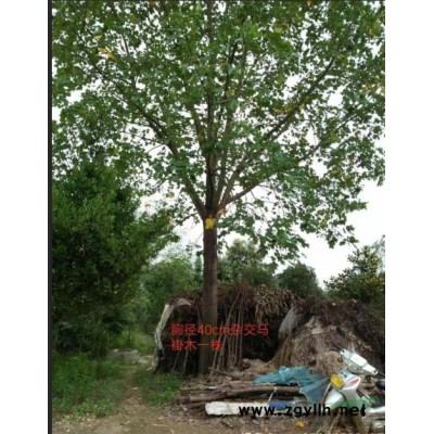 50红叶石楠毛球