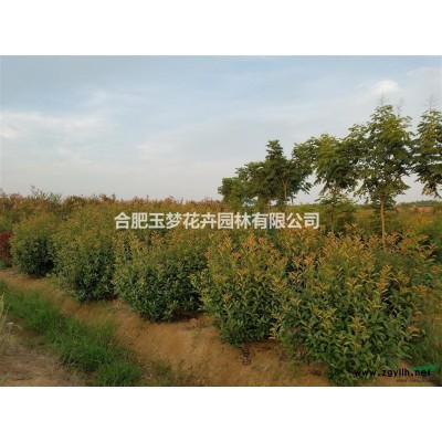 安徽合肥长丰各种尺寸规格红叶石楠、石楠出售