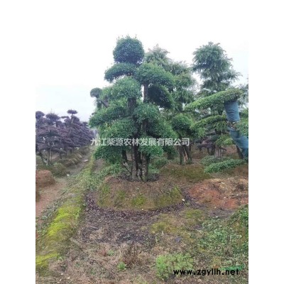金森女贞杯苗一年生金森女贞小苗 基地金森女贞多少钱一颗