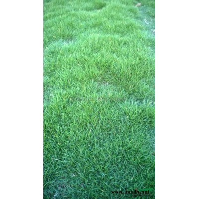 江苏红叶石楠*新报价/红叶石楠图片