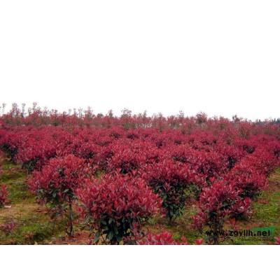 红叶石楠小苗，红叶石楠