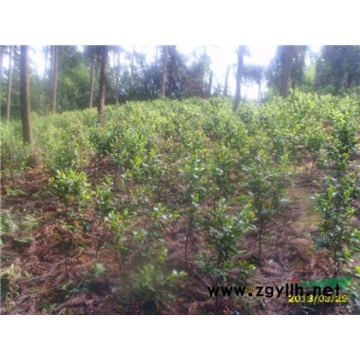 红叶石楠*新价格/红叶石楠报价