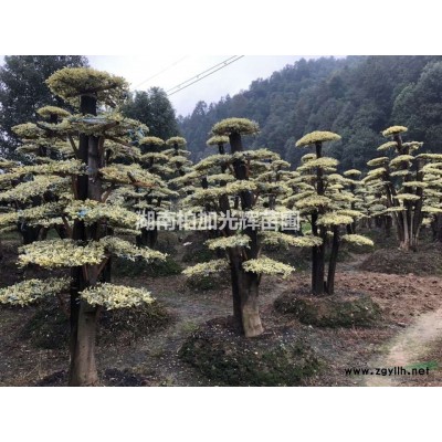 金森女贞球,湖南金森女贞球,精品金森女贞球,金森女贞精品球