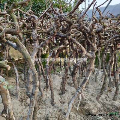 武汉八角金盘南天竹金森女贞盆栽耐阴好养植物大叶伞室内外花卉