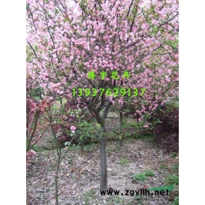 河南红叶石楠3批发/河南红叶石楠3供应/河南红叶石楠3