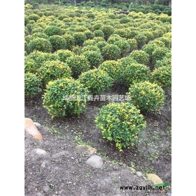 180cm红叶石楠，冠幅圆硕