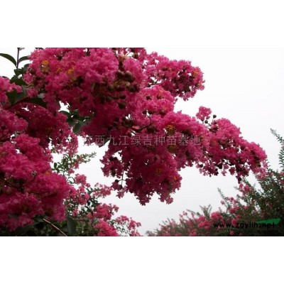 江西红叶石楠信息