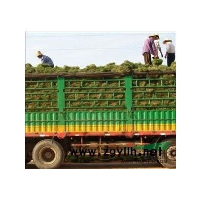 （供应）湖南郴州红叶石楠小苗，低价批发