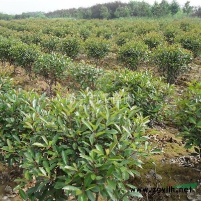 大量供应红叶石楠