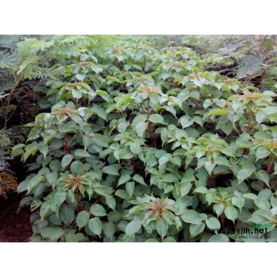 红叶石楠小苗供应