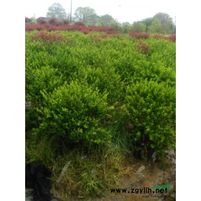 红叶石楠球，金叶女贞球