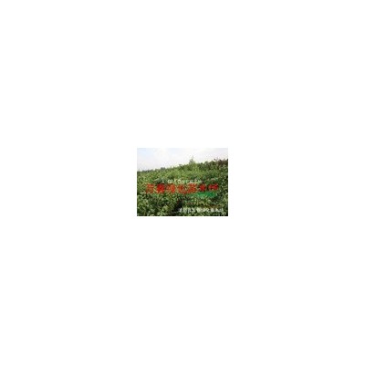 万春苗木场供应红叶石楠球1.2米-1.5米红叶石楠球