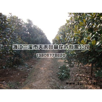 红叶石楠容器苗h20一50cm