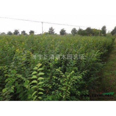 红叶石楠高杆球，红叶石楠篱笆苗，红叶石楠容器苗，红叶石楠柱