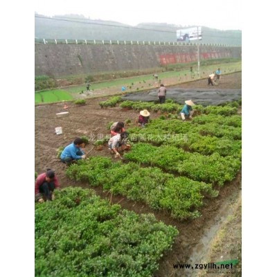 红叶石楠 小苗，贵州红叶石楠，红叶石楠基地