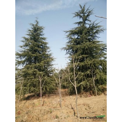 红叶石楠价格、红叶石楠树价格、红叶石楠苗价格