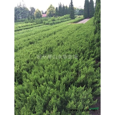 供应浙江红叶石楠小苗*新报价/红叶石楠小苗图片