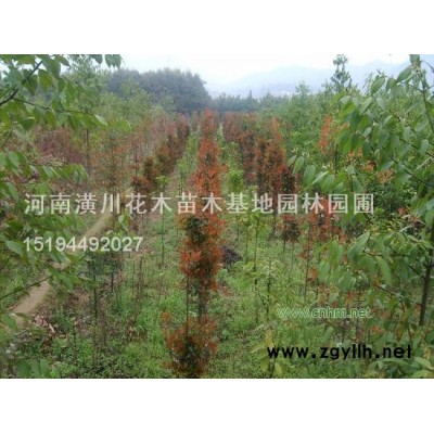 西府海棠、垂丝海棠、红叶石楠、石楠球、海桐球