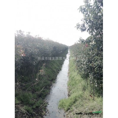 高杆红叶石楠甩卖