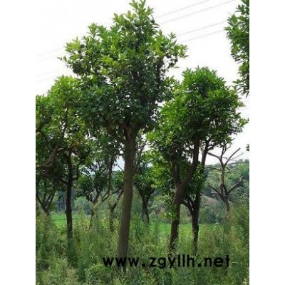 批发小叶女贞|法国冬青|茶花|黄杨|红叶石楠|八角金盘