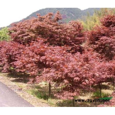 供应红叶石楠、女贞、紫薇、榆树。樱花、栾树、乌桕、广白玉兰，