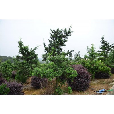 红叶石楠小苗、红叶石楠球、独杆红叶石楠