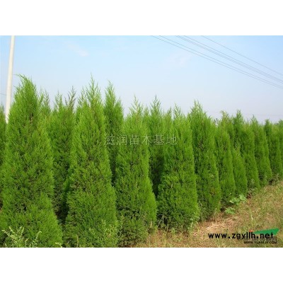 江苏红叶石楠小苗*新报价/红叶石楠小苗图片