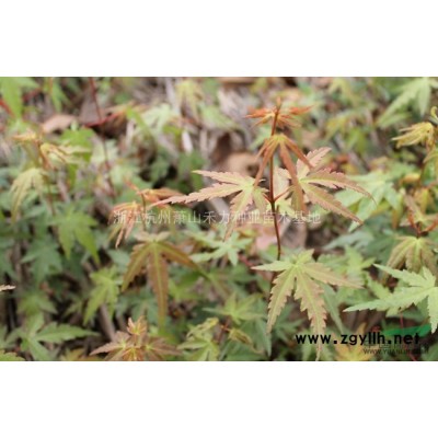 浙江红叶石楠球供应 出售浙江萧山红叶石楠球 红叶石楠园林用途