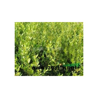 沭阳供应大量金叶女贞、红叶石楠