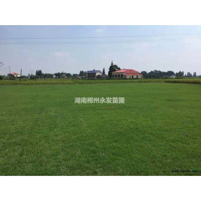 红叶石楠球*新报价1