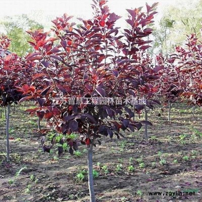 30公分金森女贞价格苗庭院绿化观叶好养活四季常绿金森女贞球树苗金叶女贞苗