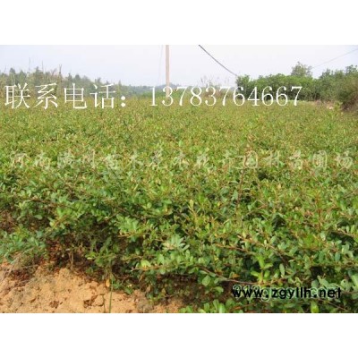 供应小叶女贞、金叶女贞、大叶黄杨、龙柏、红叶石楠