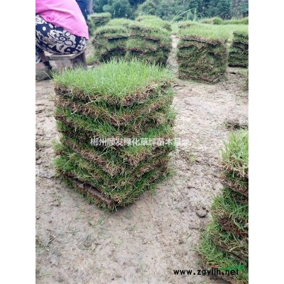 湖南郴州红叶石楠球，红叶石楠小苗降价了