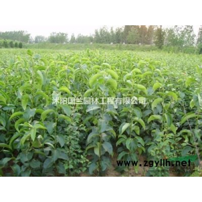 红叶石楠苗营养杯大苗小苗红叶石楠基地苗工程用苗