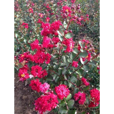 红叶石楠球 红叶石楠球价格