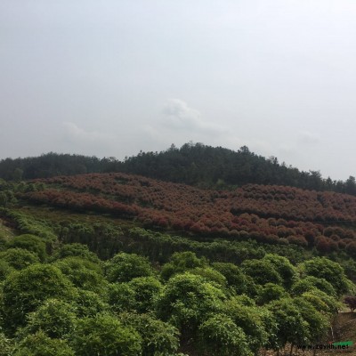 精品红叶石楠树*新价格/精品红叶石楠树报价