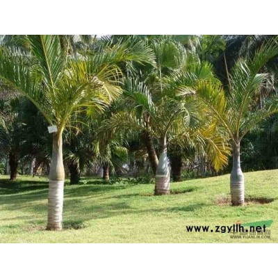 江苏红叶石楠价格 南京红叶石楠供应 出售红叶石楠球