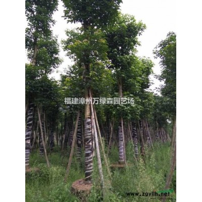 精品红叶石楠球 精品两米红叶石楠球 三米红叶石楠球