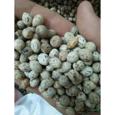 江西红叶石楠小苗